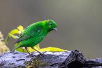 ECUADOR-FAUNA