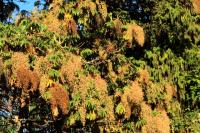 ETHIOPIA FLORA