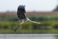 Ardea cinerea