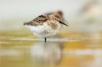 Calidris alpina