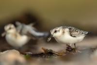 Calidris alba