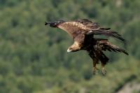 Aquila chrysaetos