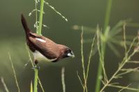 Sri Lanka FAUNA