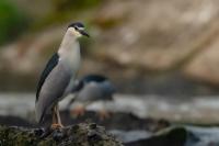 Nycticorax nycticorax