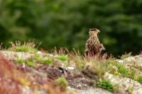 Caracara plancus