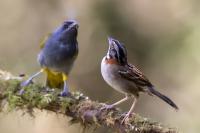 ECUADOR-FAUNA