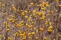 ETHIOPIA FLORA