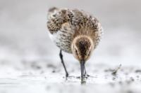 Calidris alpina