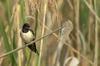 Hungary - FAUNA