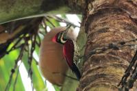 Sri Lanka FAUNA