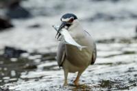 Nycticorax nycticorax