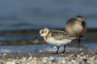 Calidris alba