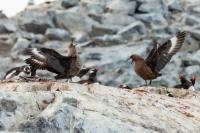 Antartica fauna