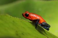 Costa Rica fauna