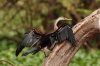 ETHIOPIA FAUNA