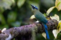 ECUADOR-FAUNA