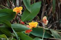 ETHIOPIA FLORA