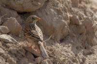 Kazakhstan FAUNA