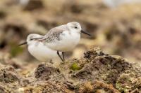 Calidris alba