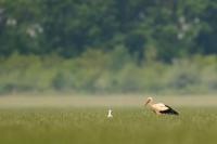 Hungary - FAUNA