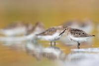 Calidris alpina