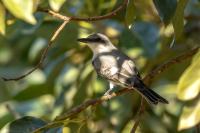 Dominican Republic-FAUNA