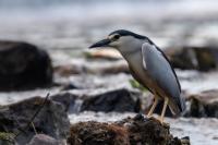 Nycticorax nycticorax