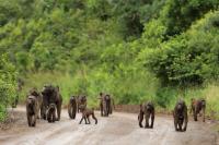 South Africa- Fauna