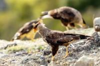 Caracara plancus