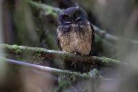 ECUADOR-FAUNA