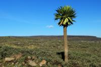 ETHIOPIA FLORA