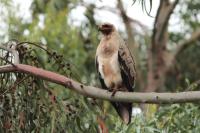 ETHIOPIA FAUNA