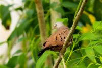 Mexico FAUNA