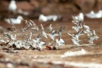 Calidris alba