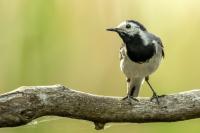 Hungary - FAUNA