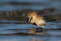 Calidris alpina