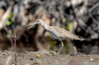 Dominican Republic-FAUNA