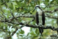 Costa Rica fauna