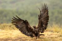 Aquila chrysaetos