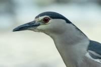 Nycticorax nycticorax