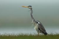 Ardea cinerea