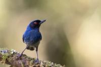 ECUADOR-FAUNA