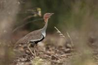 ETHIOPIA FAUNA