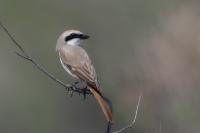 Kazakhstan FAUNA