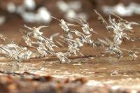 Calidris alba