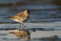 Calidris alpina