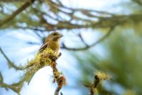 Dominican Republic-FAUNA