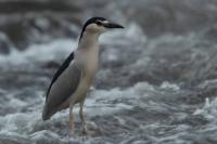 Nycticorax nycticorax