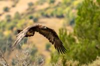 Aquila chrysaetos