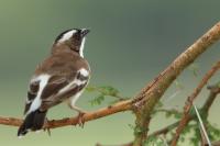 Tanzania-FAUNA